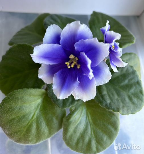 Сортовые фиалки