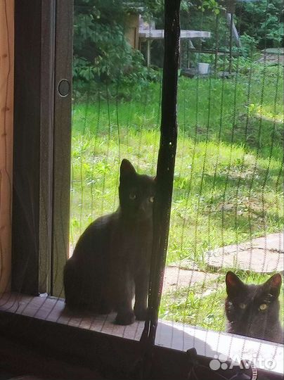Котята крысоловы черные