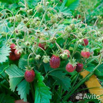 Садовая земляника