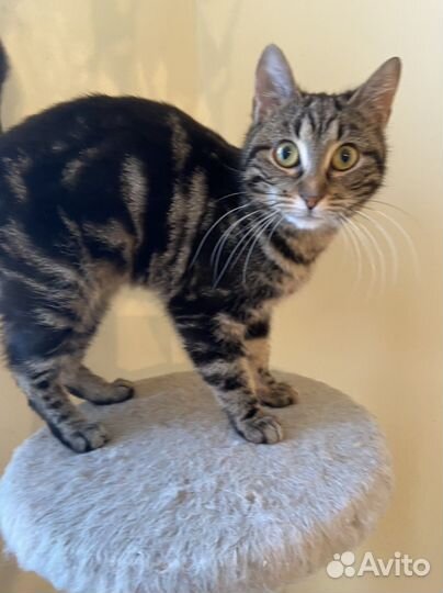 Тигруля красотуля