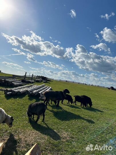 Баран эдильбаевский овцы с ягнятами