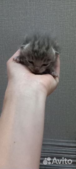 Котёнок