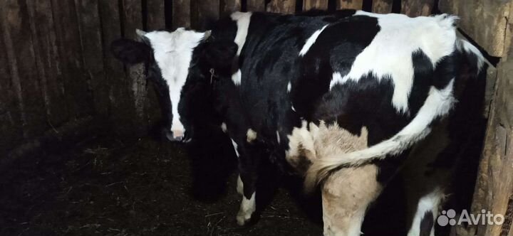 Тёлка 11 месяцев