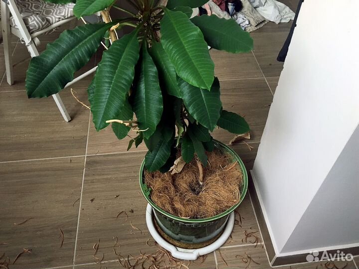 Молочай беложилковый 1,5 м в большой плошке