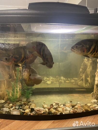 Астронотус