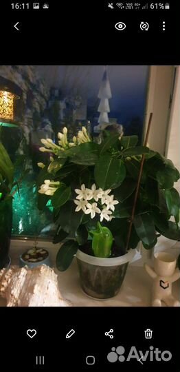 Мадагаскарский жасмин