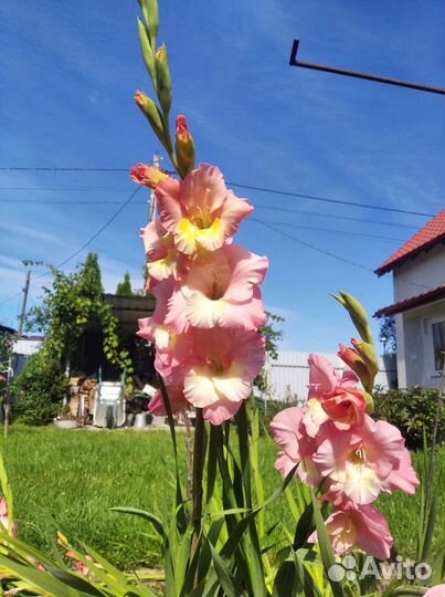 Луковицы гладиолуса