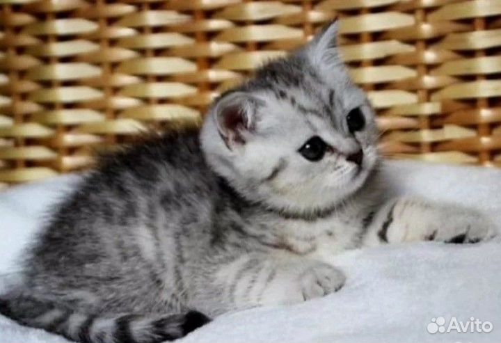 Вязка с опытным котиком