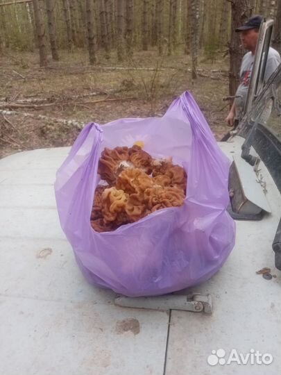 Грибы сморчки