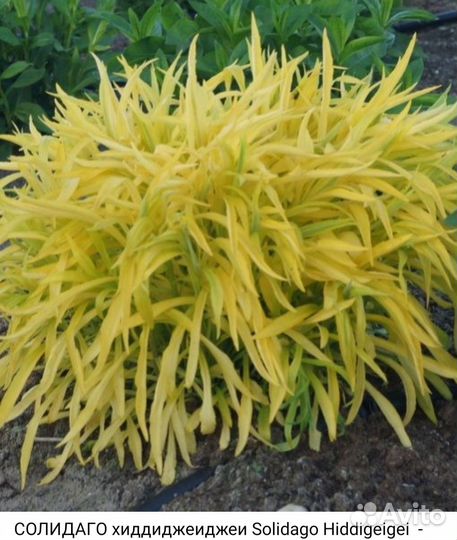 Солидаго