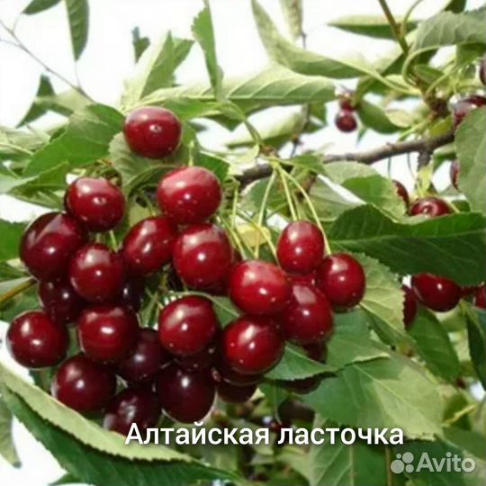 Плодовые деревья и кустарники