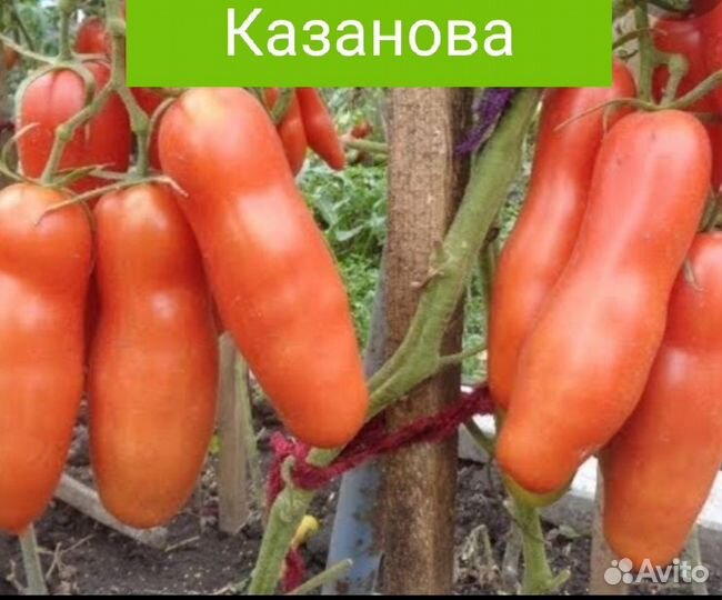 Рассада помидор