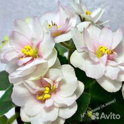 Детка сортовой фиалки 