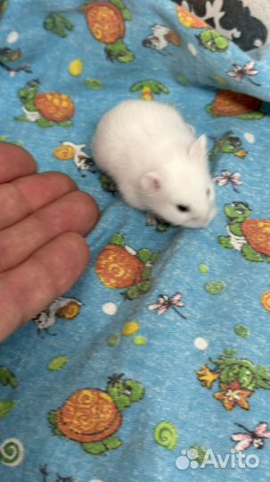 Хомячок Джунгарский ручной