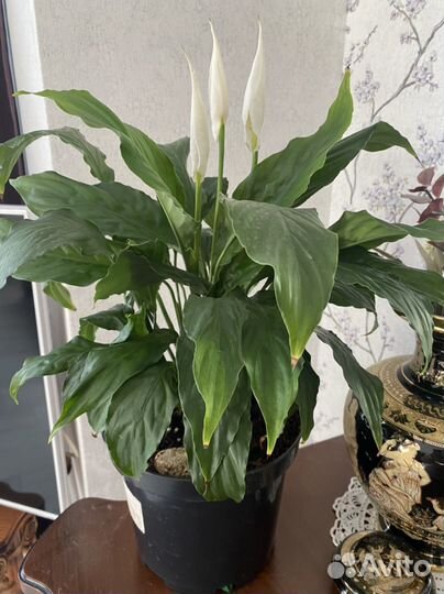 Спатифилум или женское счастье цветет