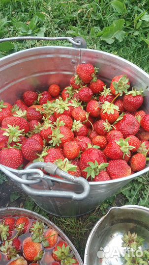 Рассада клубники