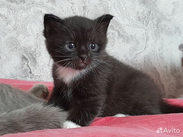 Котёнок от британской кошки