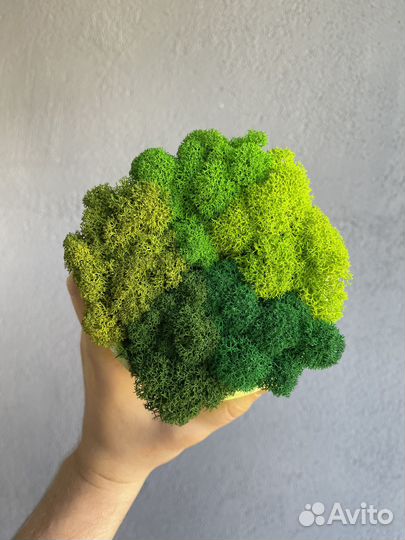 Стабилизированный мох, Тёмно-зелёный