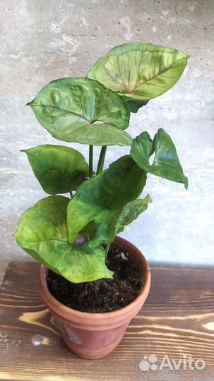 Сингониум сортовые