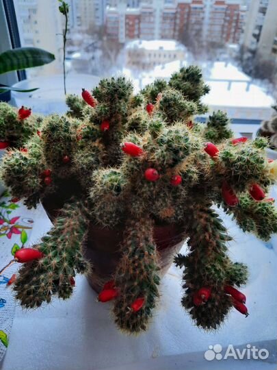 Кактус маммиллярия Пролифера