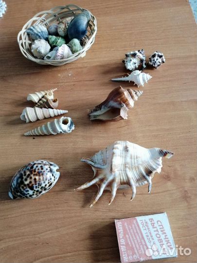 Ракушки для аквариума