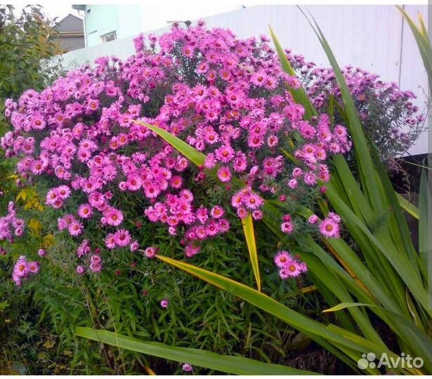 Многолетние цветы, луковицы