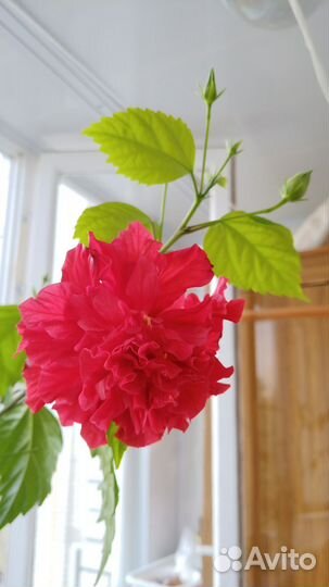 Олеандр, гибискус