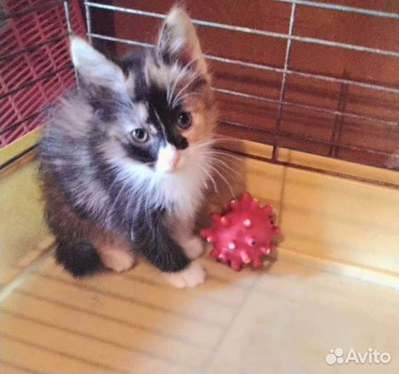 Трехцветный котенок девочка 1,5 мес
