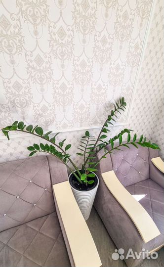 Комнатные цветы Замиокулькас