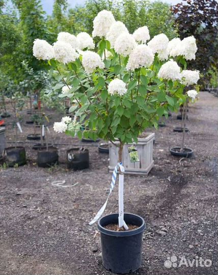 Сирень на штамбе