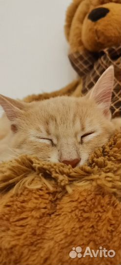 Котенок мальчик персиковый очень ласковый