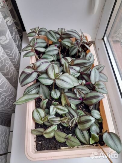 Традесканция зебрина