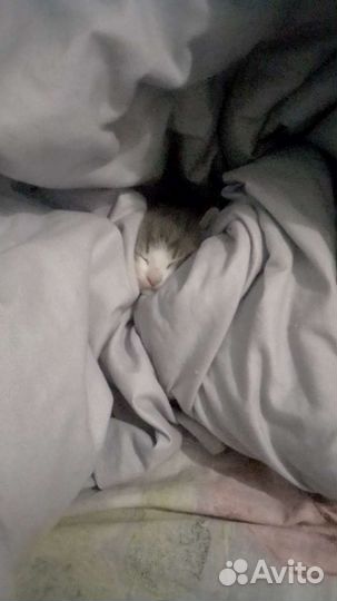 Кошка в дар бесплатно