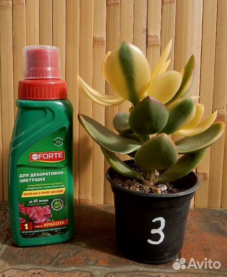 Crassula ovata var. obligua Maruba Kagetsu