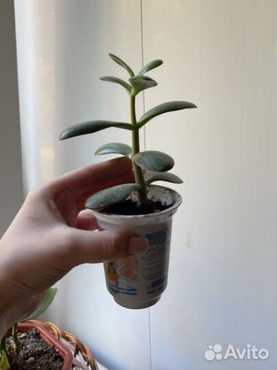 Толстянка / денежное дерево