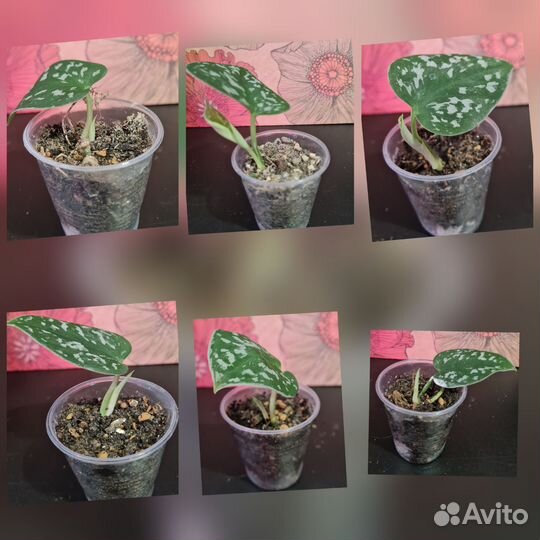 Сциндапсус Аргиреус(пиктус)эпипремнум