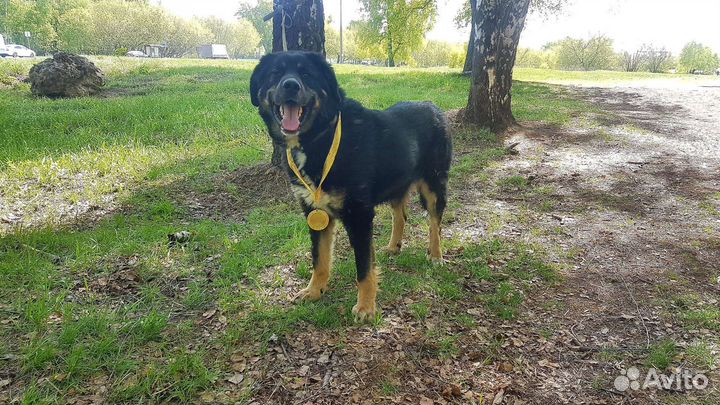 Чудесный Фолд ищет семью