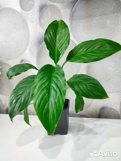 Спатифиллум женское счастье