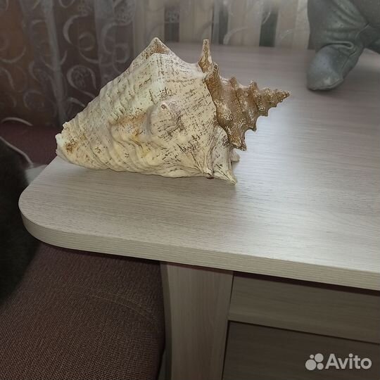 Ракушка морская большая