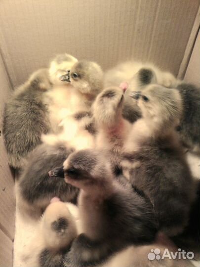 Гусята суточные, яйца гусиные