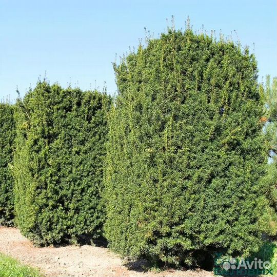 Семена тиса и кедрового стланика