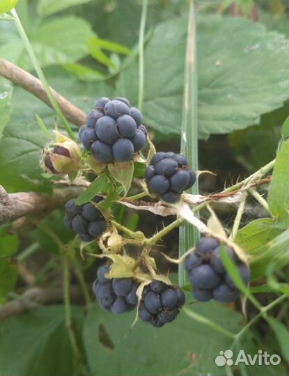 Белые грибы, рыжики, опята,ежевика лесная,шиповник