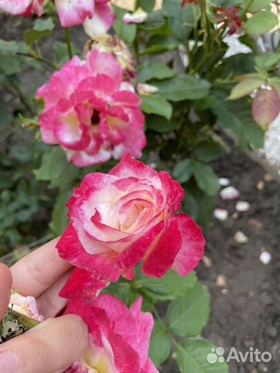 Растения уличные и экзотические