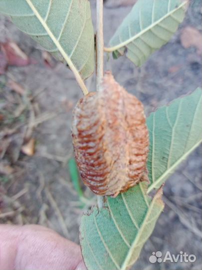 Оотека богомола