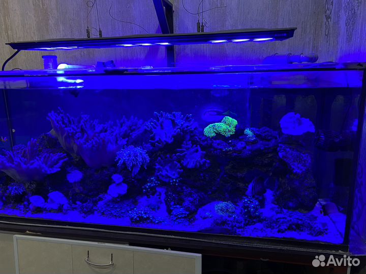 Морской аквариум