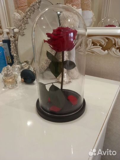 Живая роза в колбе