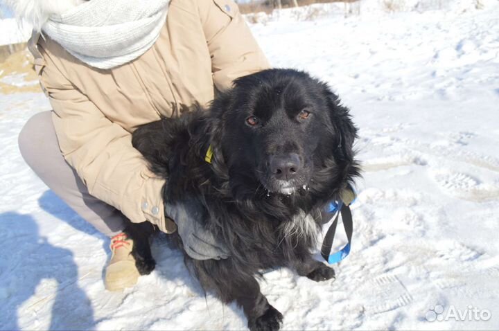 Собака в добрые руки