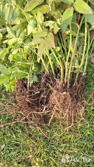 Тибетская малина саженцы