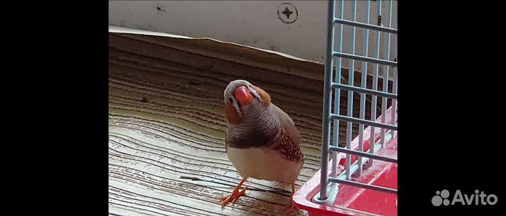 Амадин самец в добрые руки