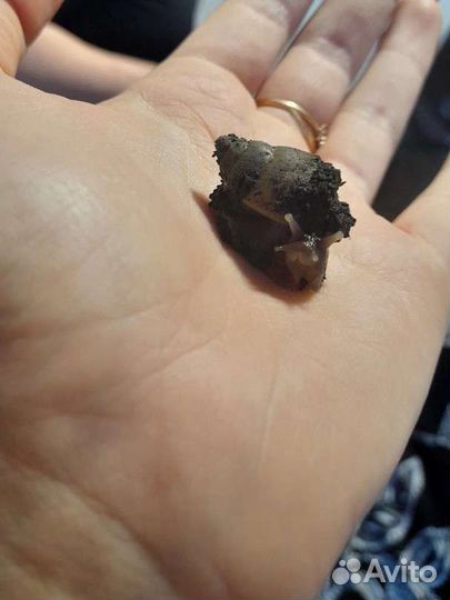 Улитки ахатины бесплатно